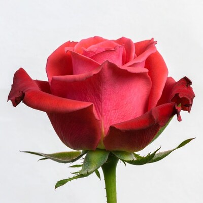 Pink Rose on White Background