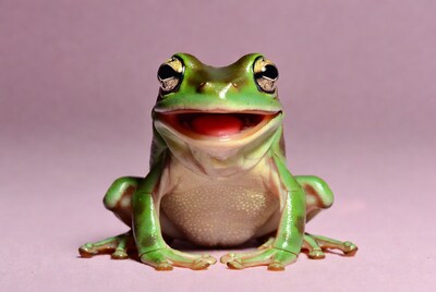 Green tree frog smiling on pink background