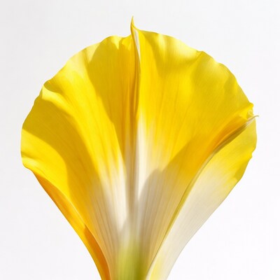 Yellow calla lily flower