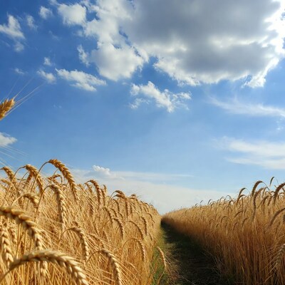 Wheat Field Path Under Blue Sky