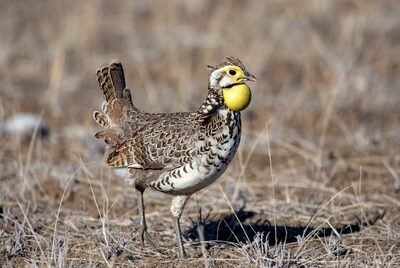 Killdeer holding yellow fruit