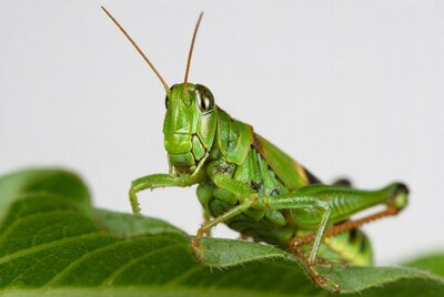 Green grasshopper on leaf