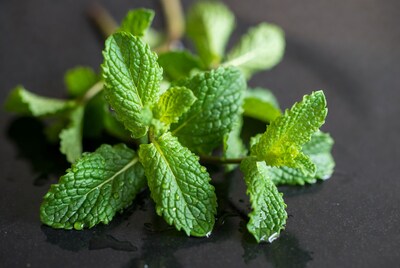 Fresh Mint Leaves with Water Droplets