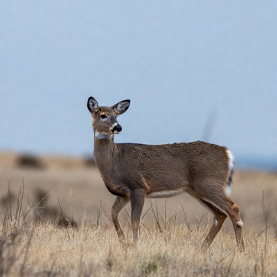 White-tailed deer in dry grass