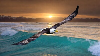 Bald Eagle Flying over Ocean Sunset