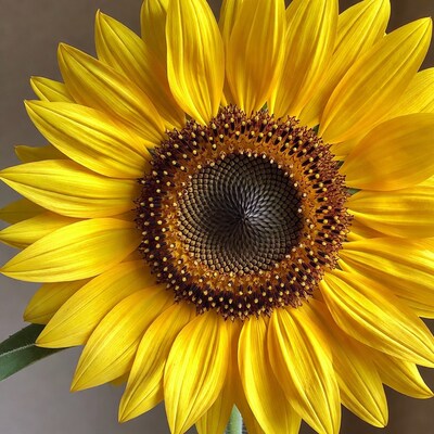 Close-up sunflower with yellow petals