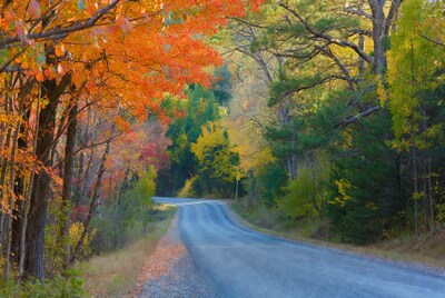 Autumn Road Through Colorful Forest