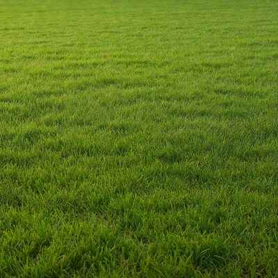 Vast Green Grass Field