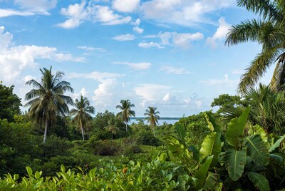Tropical Palm Trees Over Lagoon