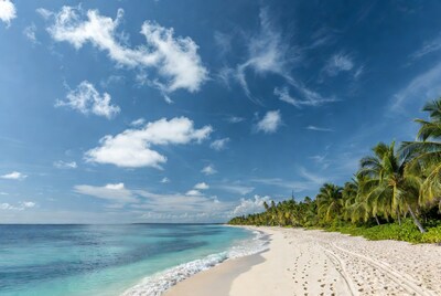 Tropical beach with palm trees