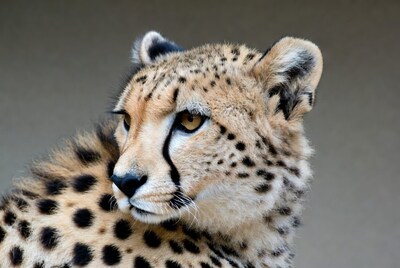 Close-up cheetah portrait