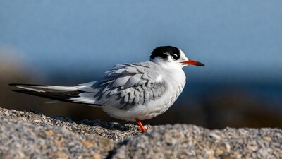 Common Tern on rocky shore