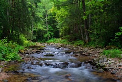 Forest Stream Flowing Over Rocks