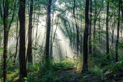 Sunbeams through dense green forest