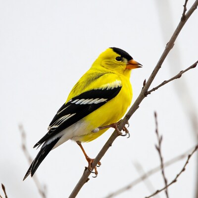 American Goldfinch perched on branch
