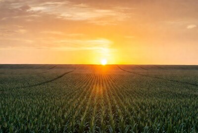 Sunset over cornfield rows