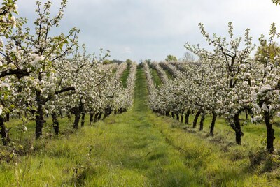 Cherry Blossom Orchard Path