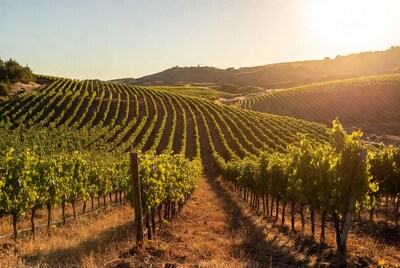 Vineyard rows at sunset