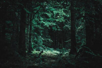 Lush green forest path