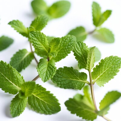 Fresh Mint Leaves on White Background