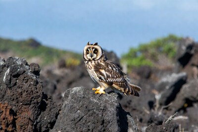 Short-eared Owl on Lava Rock