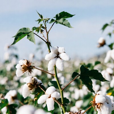 Cotton Bolls on Green Plant