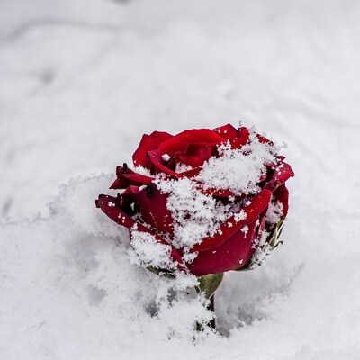 Red Rose Covered in Snow