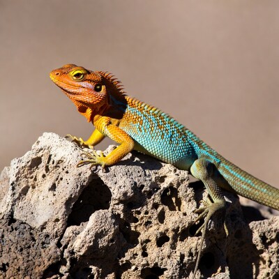 Colorful Agama Lizard on Rock