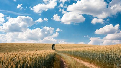 Wheat Field Path Under Blue Sky
