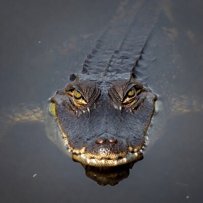 Alligator head emerging from water