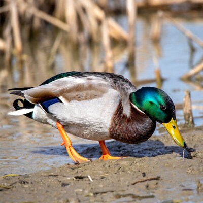 Mallard duck foraging in muddy water