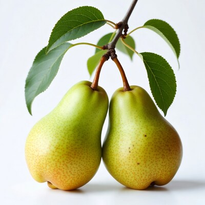 Two green pears on branch