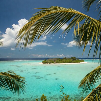Tropical island through palm leaves