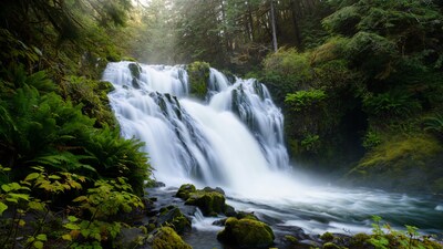 Waterfall in Lush Forest