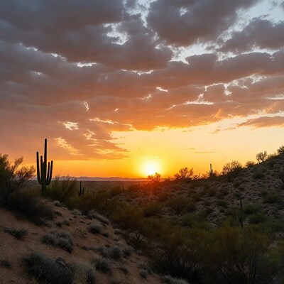 Saguaro Cactus at Sunset