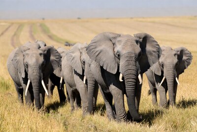 Herd of elephants in savanna grass