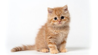 Cute British Shorthair Kitten on White
