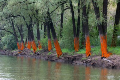 Orange painted tree trunks by river