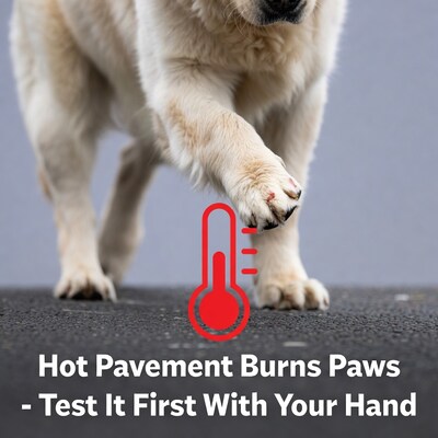 Golden Retriever Hot Pavement Paw Warning