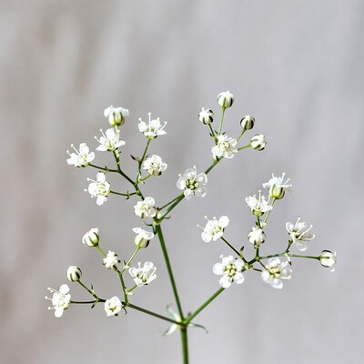 White wildflowers on gray background