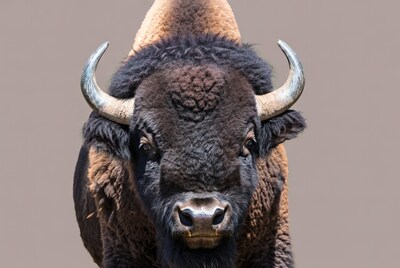 Close-up American Bison Head