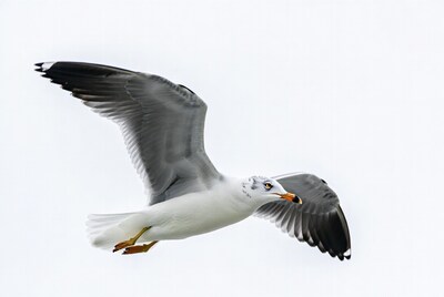 Seagull flying in air