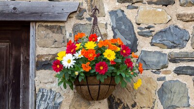 Colorful Daisy Basket on Stone Wall