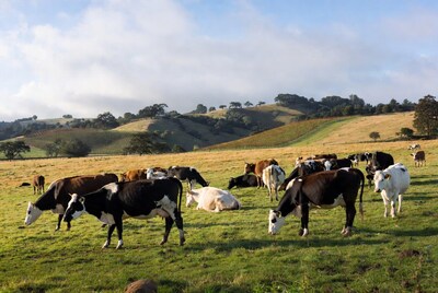 Herd of cows grazing in green pasture