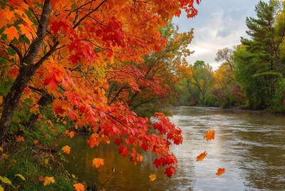 Autumn Maple Trees by River