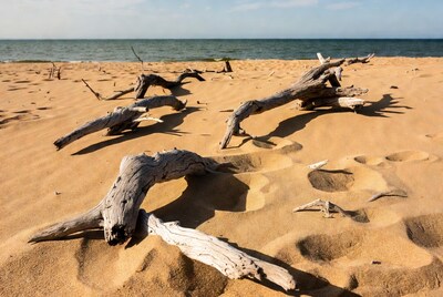 Driftwood scattered on sandy beach