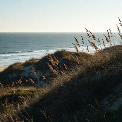 Sea Oats on Beach Dunes