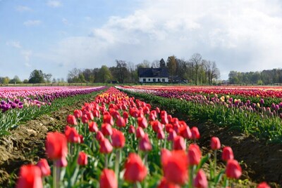 Red tulip field with farmhouse