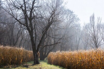 Misty Path Through Reed Field and Bare Trees