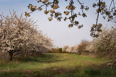 Cherry Blossom Trees in Grassy Path